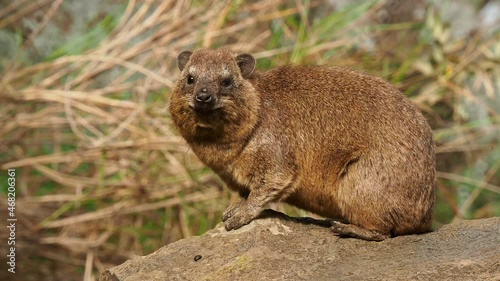Rock Hyrax - Procavia capensis also dassie, Cape hyrax, rock rabbit and coney, medium-sized terrestrial mammal native to Africa and the Middle East, order Hyracoidea genus Procavia.