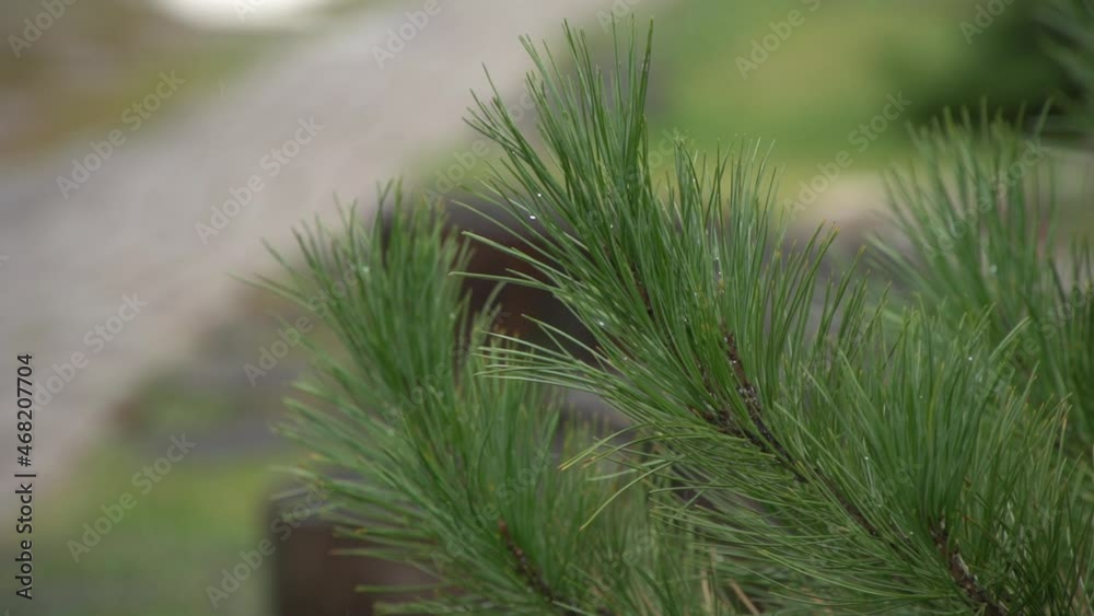 Close up of summer pine branch in raindrops on out of focus background Close up of summer pine branch in raindrops on out of focus background