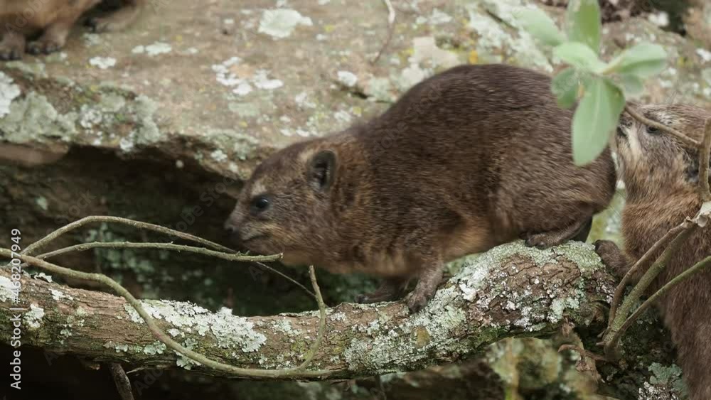 Rock Hyrax - Procavia capensis also dassie, Cape hyrax, rock rabbit and coney, medium-sized terrestrial mammal native to Africa and the Middle East, order Hyracoidea genus Procavia. Rock Hyrax - Procavia capensis also dassie, Cape hyrax, rock rabbit and coney, medium-sized terrestrial mammal native to Africa and the Middle East, order Hyracoidea genus Procavia.