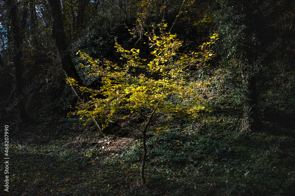 Fototapeta premium Arbuste aux feuilles jaunes