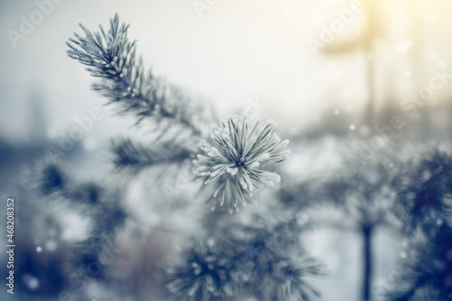 Branches of pine tree in frost and snow in the winter.