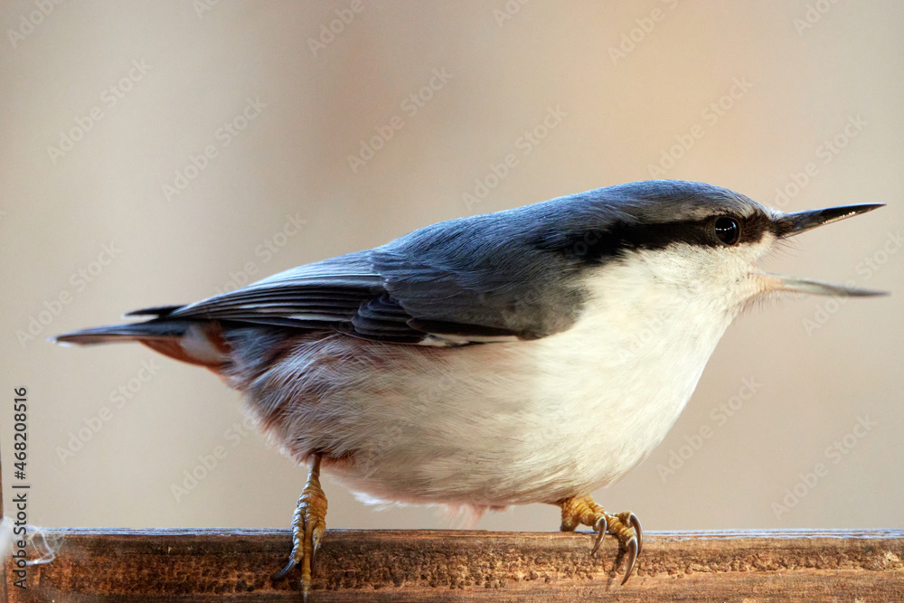 Obraz premium Common nuthatch. Nuthatch sits on the edge of the feeder. Botanical Garden, Moscow, Russia.