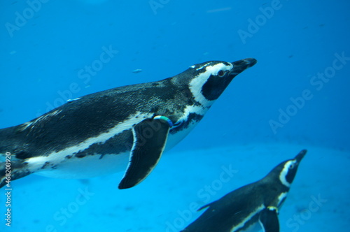 Penguins swimming like flying in the pool