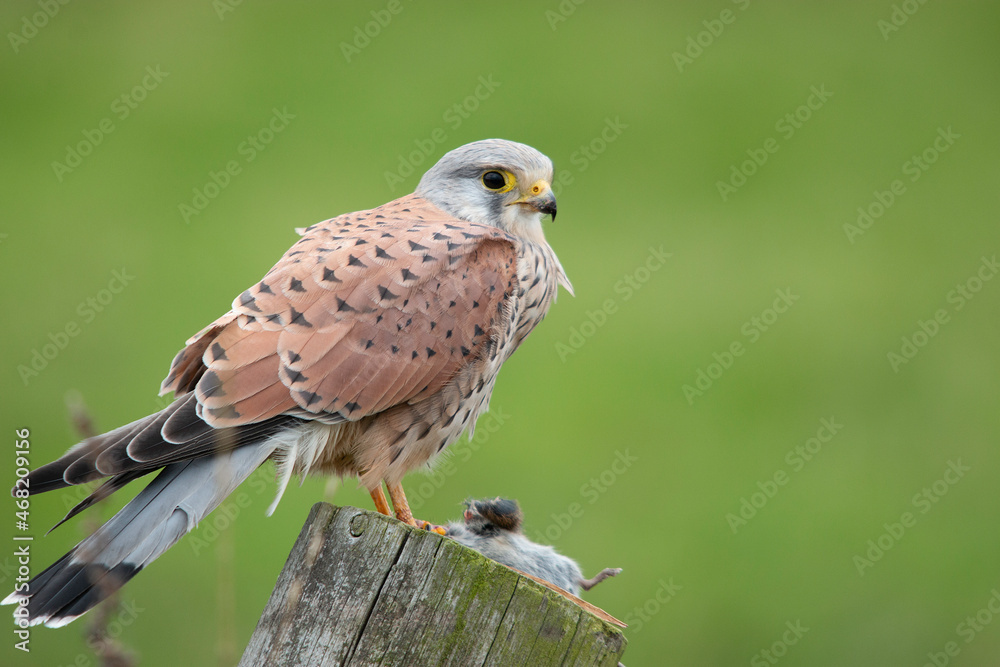 Kestrel Kestrel