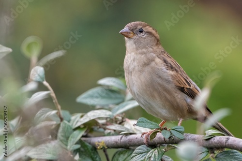 Female house sparrow (Passer domesticus) perches on a branch in a UK garden