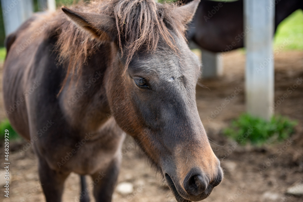 長野県戸隠牧場の放牧された馬