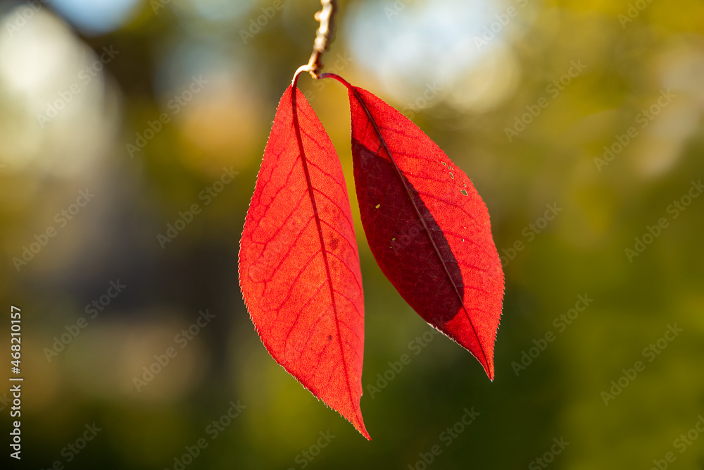 Obraz premium A branch with red leaves in autumn, in the light of sunset. Selective focus