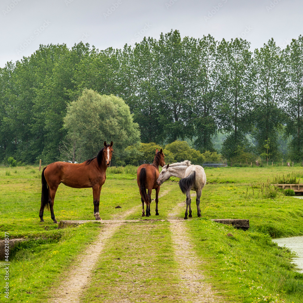 Herd of horses at Sougeal swamp in Brittany, France. Herd of horses at Sougeal swamp in Brittany, France.