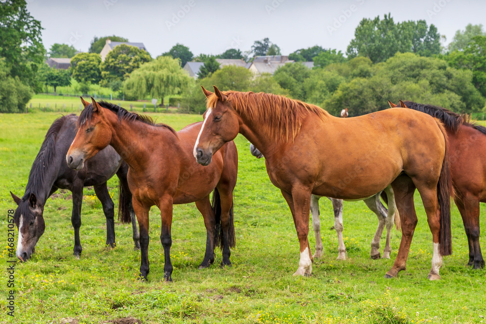Herd of horses at Sougeal swamp in Brittany, France. Herd of horses at Sougeal swamp in Brittany, France.