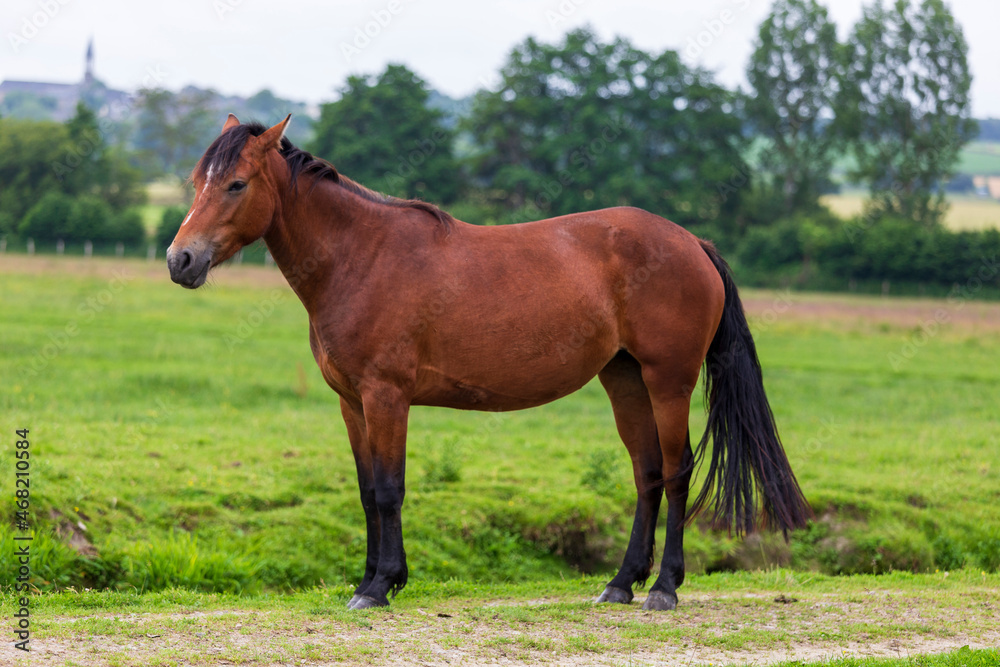 Herd of horses at Sougeal swamp in Brittany, France.