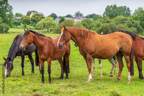 Herd of horses at Sougeal swamp in Brittany, France.