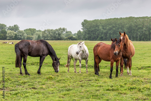 Herd of horses at Sougeal swamp in Brittany, France. © jefwod