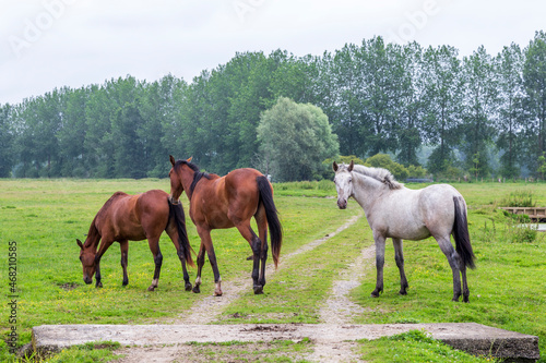 Herd of horses at Sougeal swamp in Brittany, France.