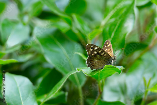 Speckled Wood Butterfly (Pararge aegeria) perched on green leaf in Zurich, Switzerland