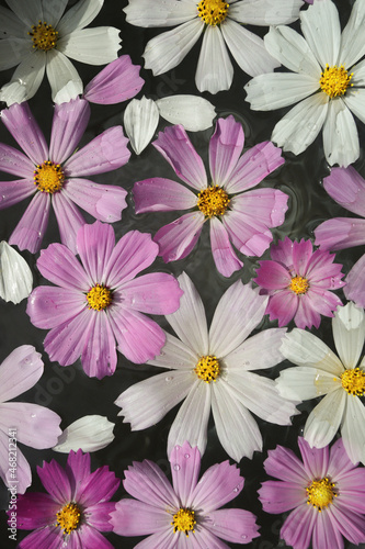 background of beautiful daisies floating in water close-up