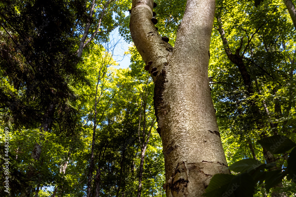 Tree reaching up to Forest Canopy a tree is the focal point in a