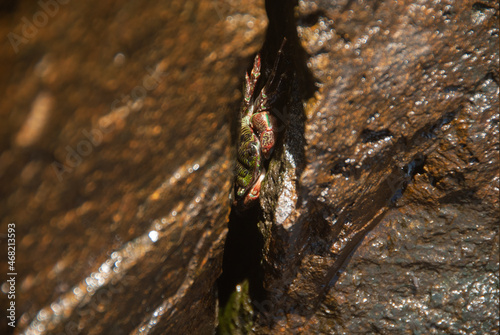 Crab's Crevice