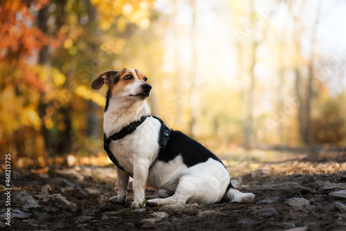 Portrait of Jack Russell in autumn weather.