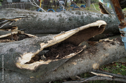 A large tree in the park that fell during the typhoon. photo