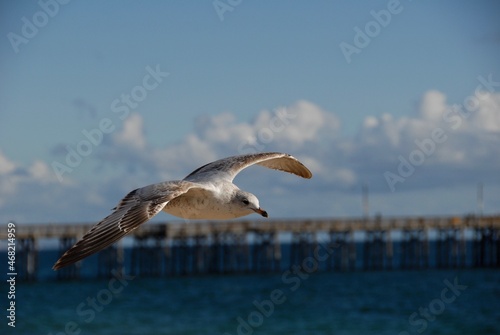Seagull Soaring