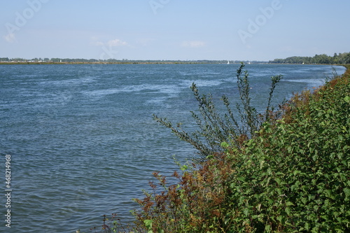 River Rhine with stinging nettles  Urtica  Urticeae  in the foreground on a beautiful summer day  Salmengrund  Mei  enheim  Neuried  Baden Wurttemberg  Germany 