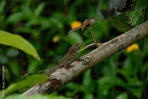 Lizard Leisure
