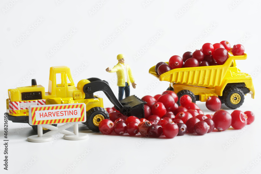 Harvesting and transporting the harvest of cranberries using a toy dump truck and a forklift. The concept of agricultural work, harvesting and transporting crops. Toys for boys. Micro world