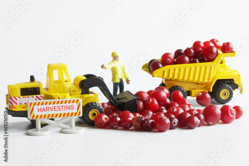 Harvesting and transporting the harvest of cranberries using a toy dump truck and a forklift. The concept of agricultural work, harvesting and transporting crops. Toys for boys. Micro world