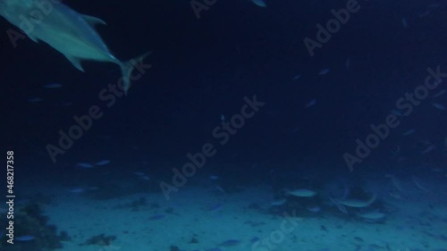 4k video footage of Giant Trevally (Caranx ignobilis) hunting for food at night in the Red Sea, Egypt photo