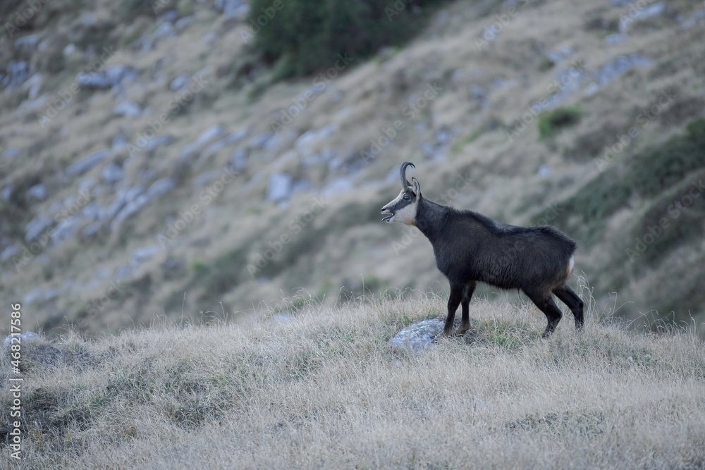 Chamois male standing on the mountain meadow , Rupicapra rupicapra