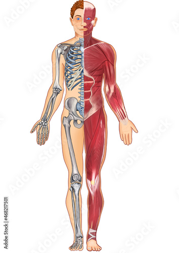 anatomy of human skeleton