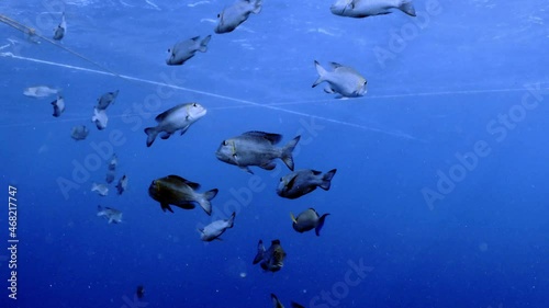 4k video footage of Bigeye Emperors (Monotaxis grandoculis) in the Red Sea, Egypt photo