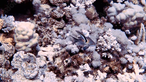 4k video footage of a cleaner wrasse attending to a Jewel Fairy Basslet (Pseudanthias squamipinnis) in the Red Sea, Egypt