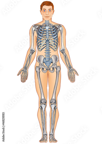 human anatomy skeleton