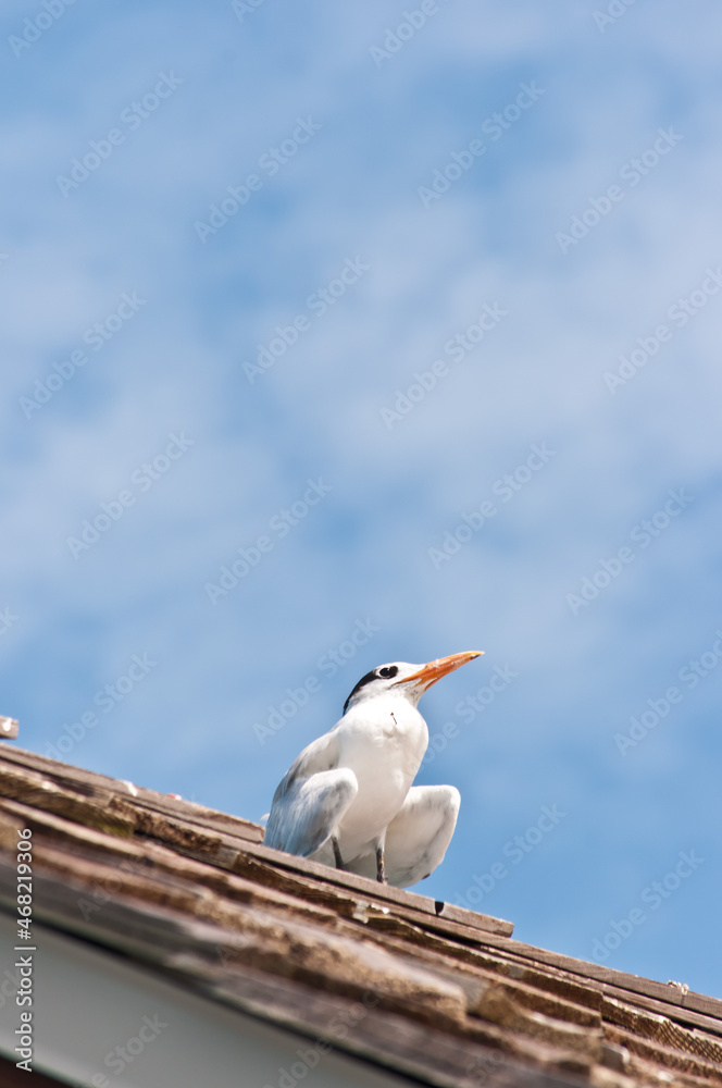 front view, medium distance of a royal tern standing on the roof of a tropical shed on a pier in gulf of Mexico