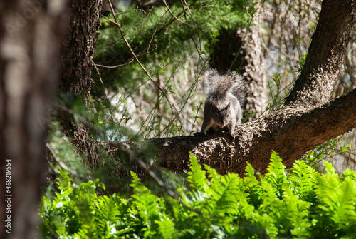 Squirrel Stares