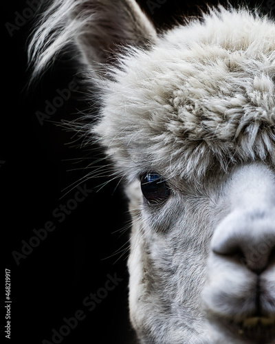 Llama Eye - While cruising around Vermont, we came across a group of very friendly and photogenic Llamas.  This one posed very nicely for a serious portrait.