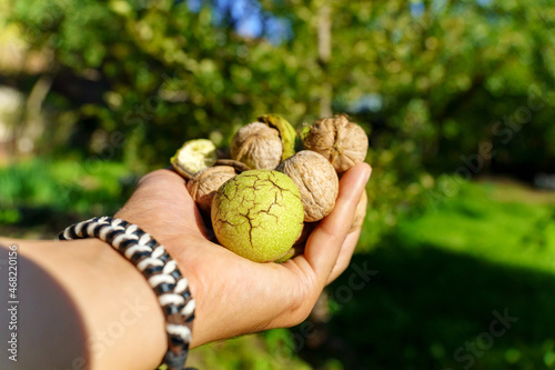 Walnut tree and hand harvesting walnut. Selective focus