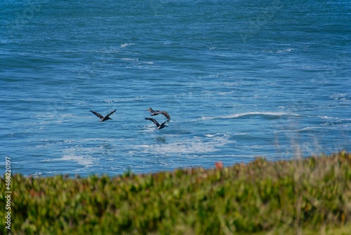 Pelican Formation