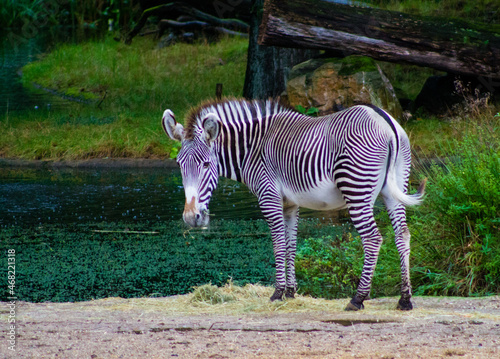 Zebra standing in the park with green grass