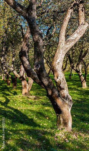 bare apple tree standing in autumn park