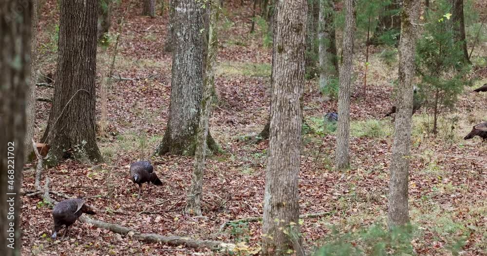 Wild Turkeys foraging in the woods of North Carolina in the Autumn