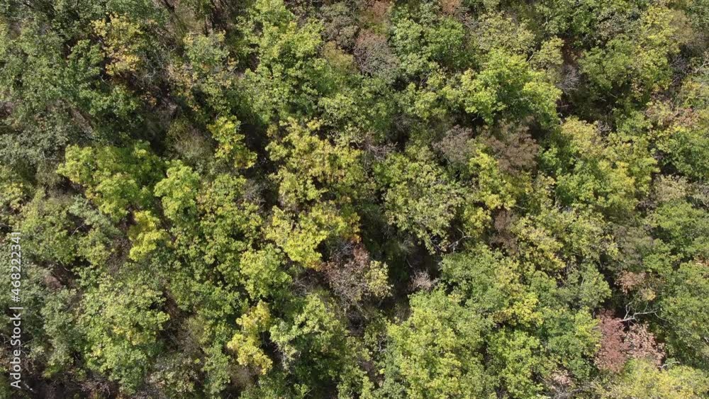 Forest autumn background. Aerial view of the forest