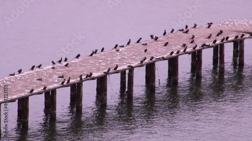 seagulls on the pier