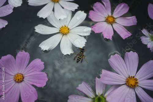 Fototapeta Naklejka Na Ścianę i Meble -  floating striped wasp and chamomile flowers in water