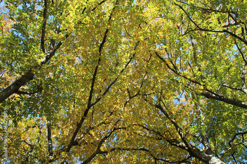 trees (beeches) in a park in rezé (france)