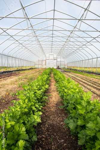vertical image of vegetable greenhouse interior with rows of leafy celery