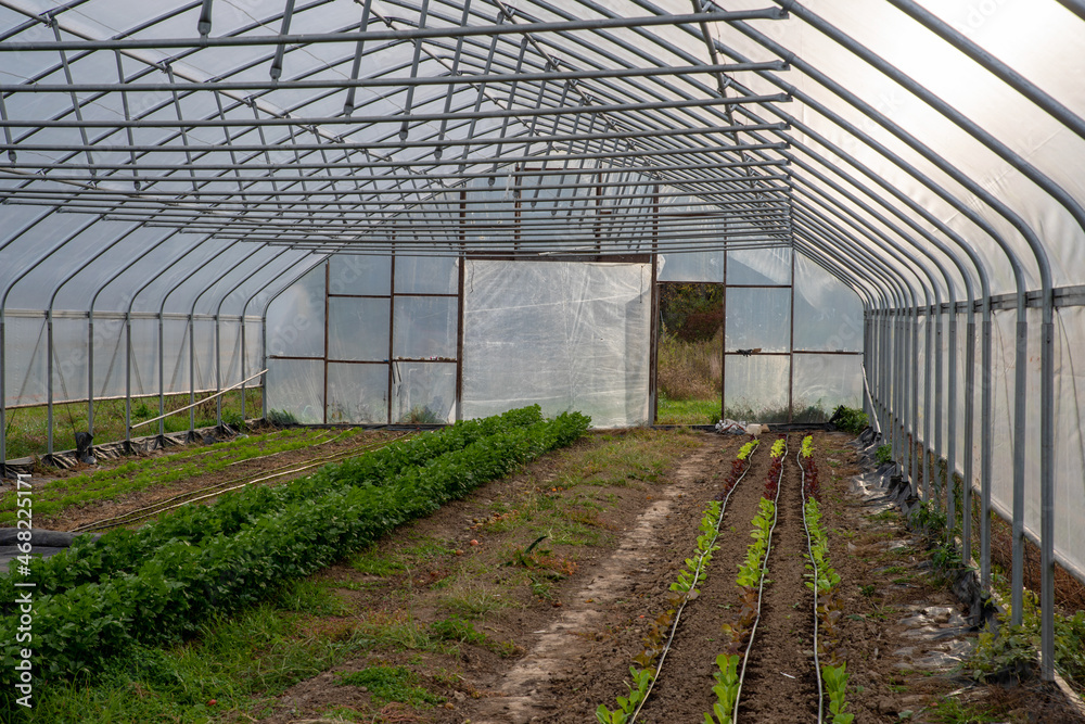 Greenhouse vegetable garden interior with plants and irrigation