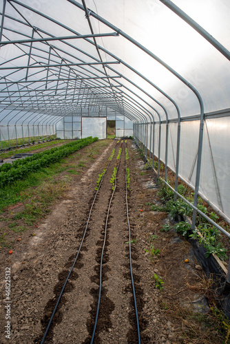 Irrigation lines and rows of vegetables in greenhouse with open door