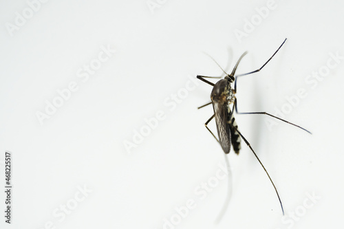 mosquito isolated on white background © Busran